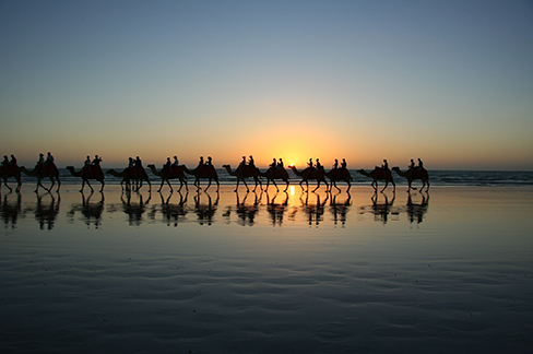 camels sunset exmouth australia