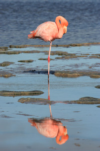 galapagos-suenson-taylor-069